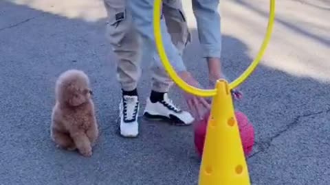 Funny baby dog cute video 😂😂