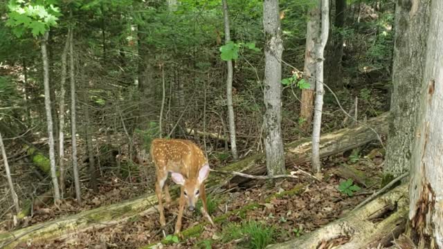 Twin Fawns in the Bush Resting