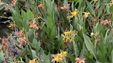 The flowers in the river are so beautiful