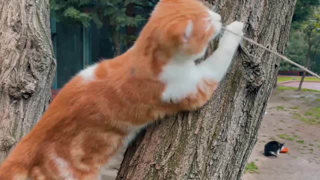 Cat Playing on a Tree Trunk