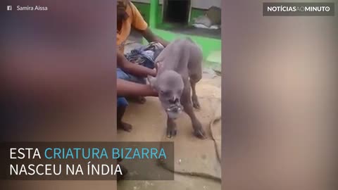 Vaca mutante nasce na Índia