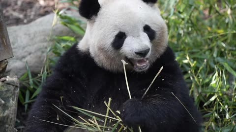 Bamboo Bliss: A Gourmet Feast with the Panda Munching on Delightful Bites