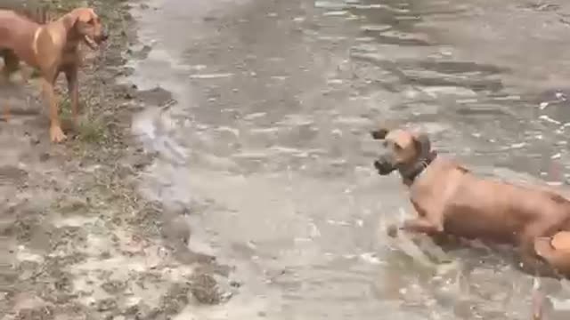 Ridgebacks at play