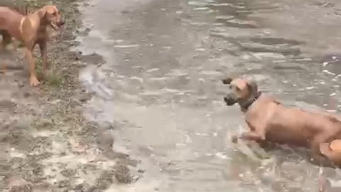 Ridgebacks at play