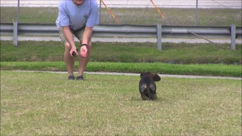 Dog training step by step