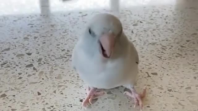 Bird practice singing to join a competition