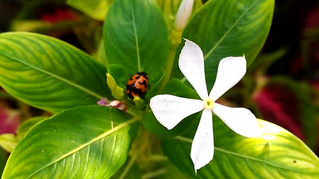 Cute And Small Ladybug On The Periwinkle Plant