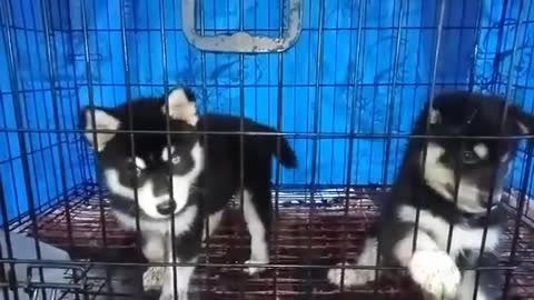 Cute funny puppy cute puppies stylish puppies