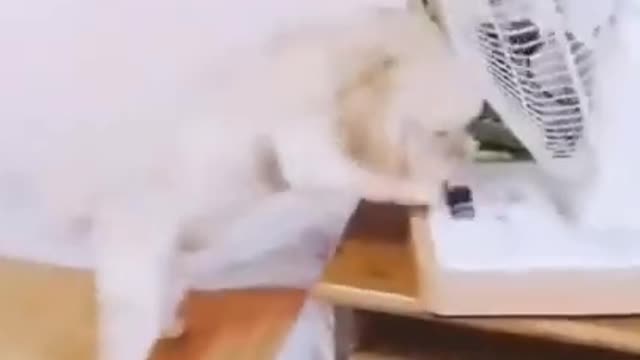 You will laugh at all the DOGS 🤣 Funny DOG Videos time to go for bead
