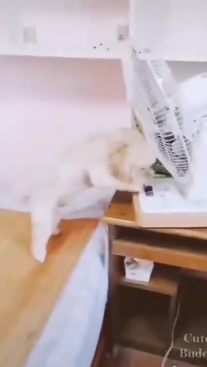 You will laugh at all the DOGS 🤣 Funny DOG Videos time to go for bead