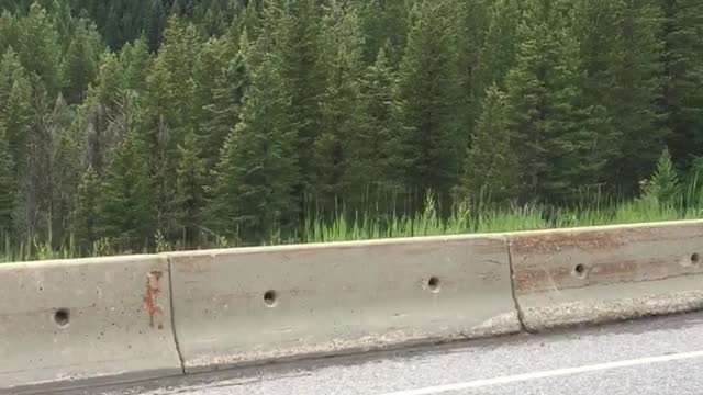 Bear Balances Along Guardrail