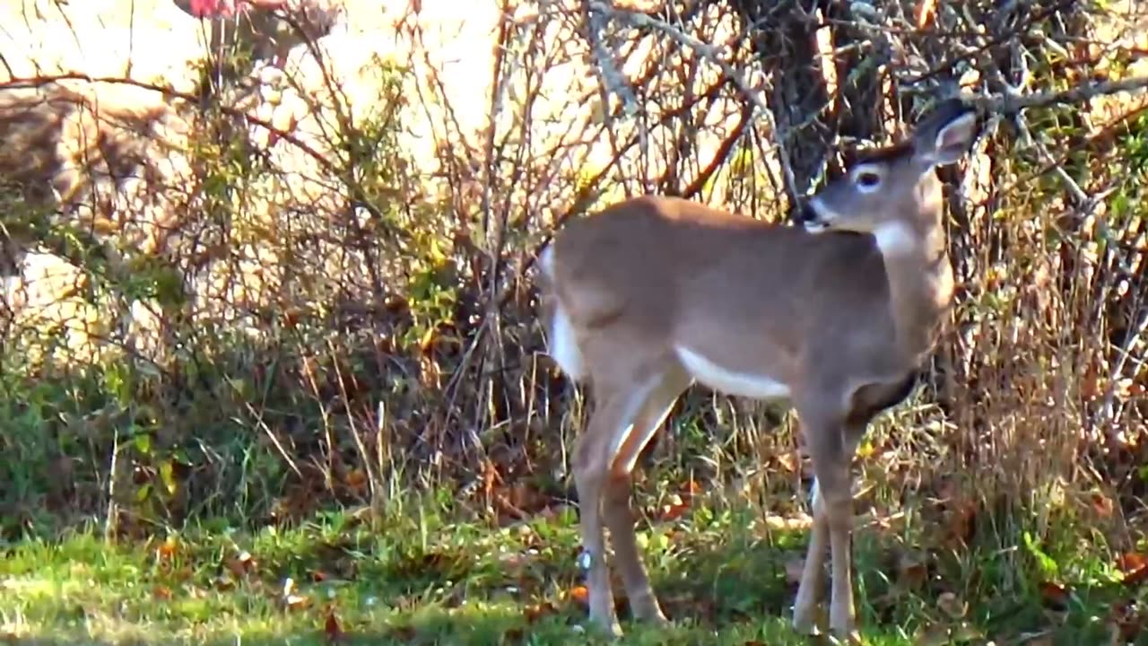 White-tailed deer