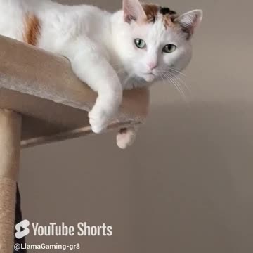 A Little About Molly