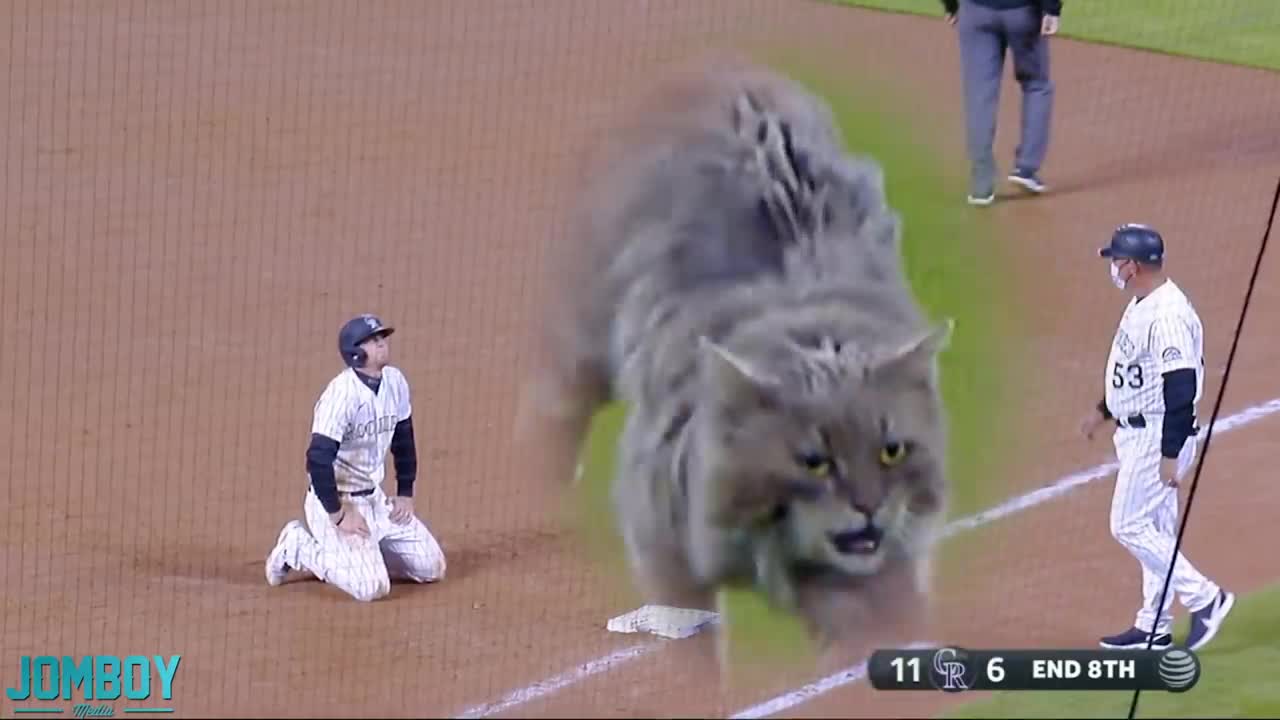 Cat on the field,abreakdown