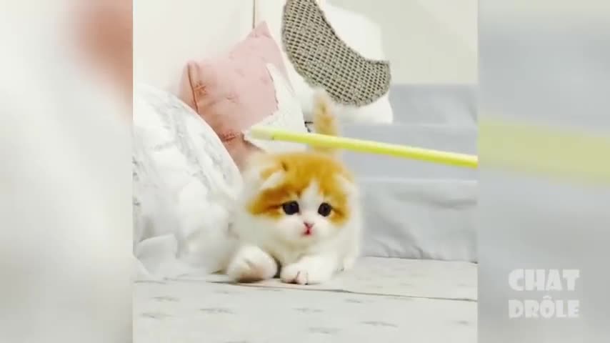 cute Is Not Enough - Best Funny Cat Videos funny