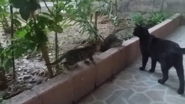 Mom cat talking to her kittens