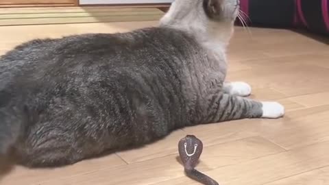 Funny cat &snake