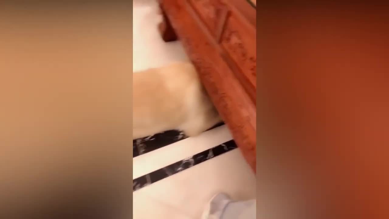 Reações de Cachorros vendo Corta um Bolo de Cachorro (Vídeo engraçado)