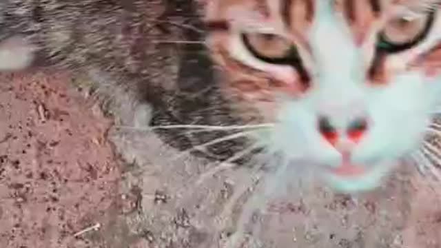 Lovely cat