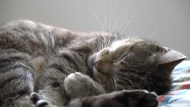 Beautful sleeping cat