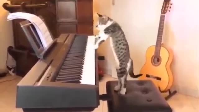 Cat playing piano