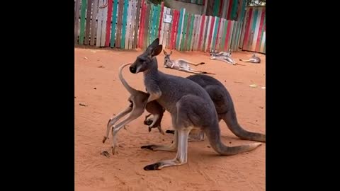 Every parent can relate to this kangaroo at the San Antonio Zoo