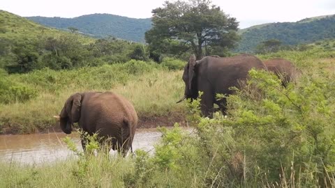 african elephant drinking water with baby