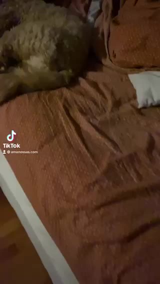 Goldendoodle loves sleep on the bed