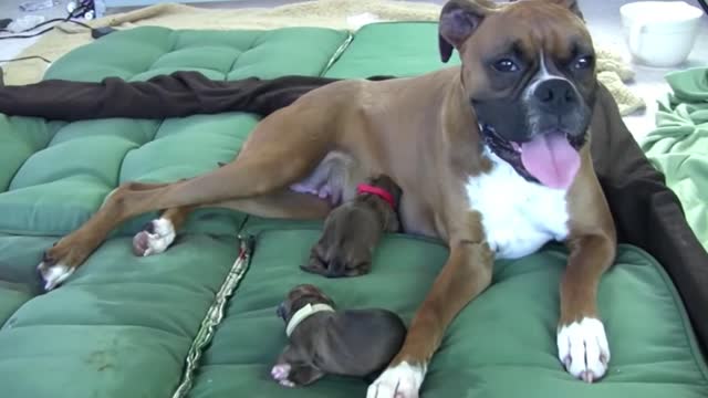 Dog Has Amazing Birth While Standing!