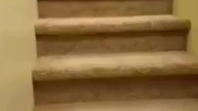 Funny dog