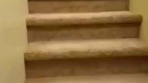 Funny dog