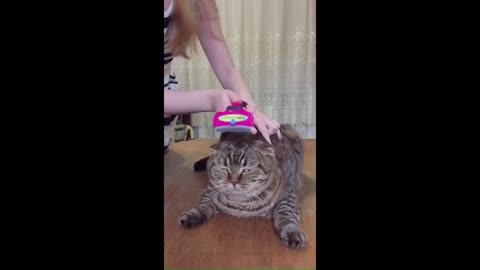 Funny Cats Videos - Cute Cats ep:01