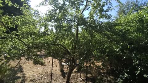 Community turns lot into food forest path.