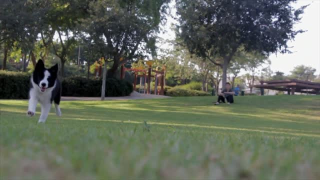 Dog playing
