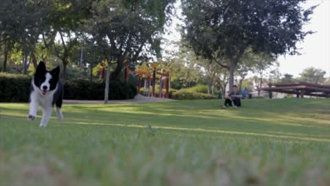 Dog playing