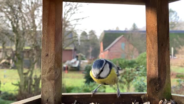 Beautiful colorful bird stealing a food pill