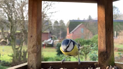 Beautiful colorful bird stealing a food pill