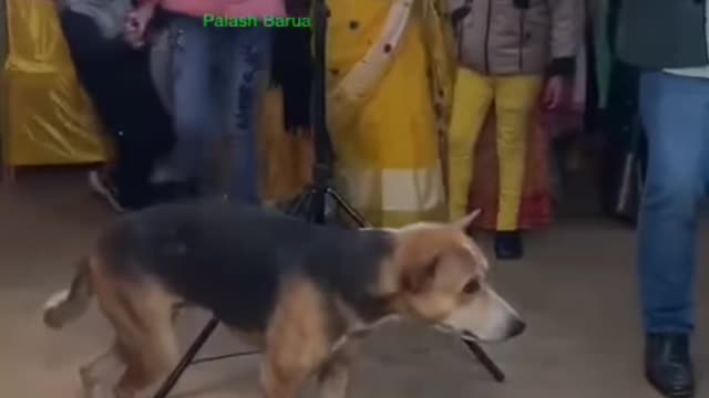 Funny dog dance