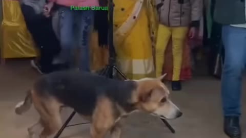 Funny dog dance