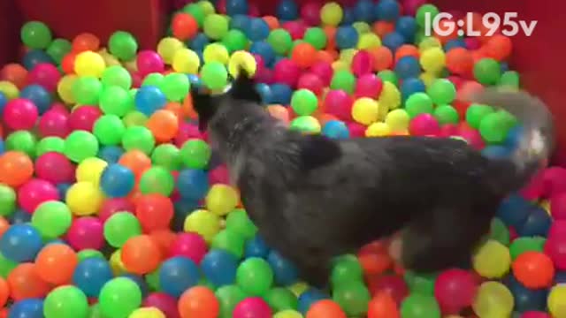 Blue heeler plays in ball pit