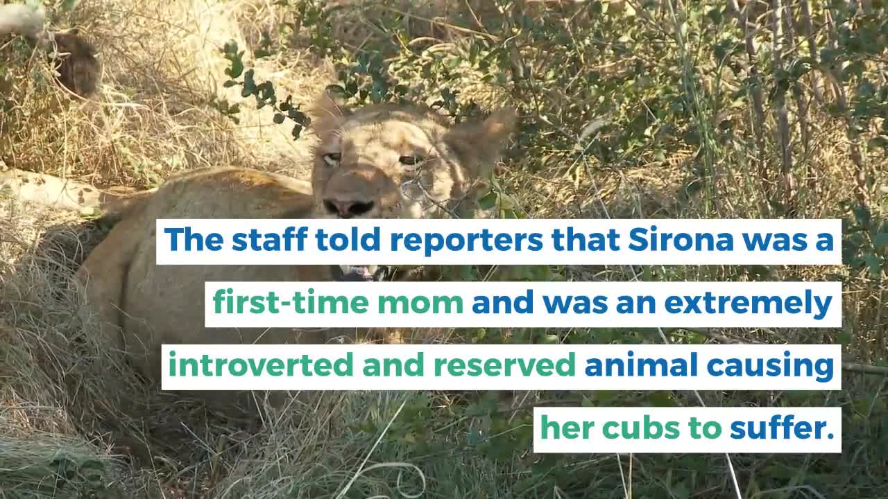 German Shephard becomes foster mom but its not to puppies.