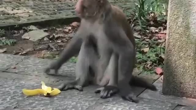 Monkeys are playing and running around in the zoo