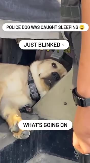 When the sugar rush from the donuts wears off