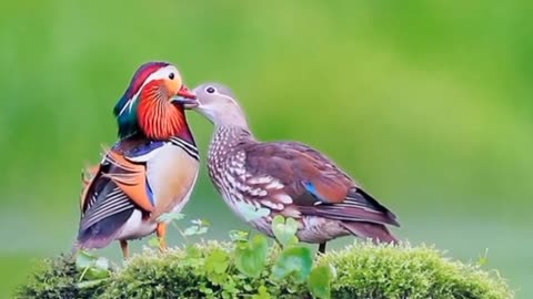 hen-farm-animal-rural_domestic
