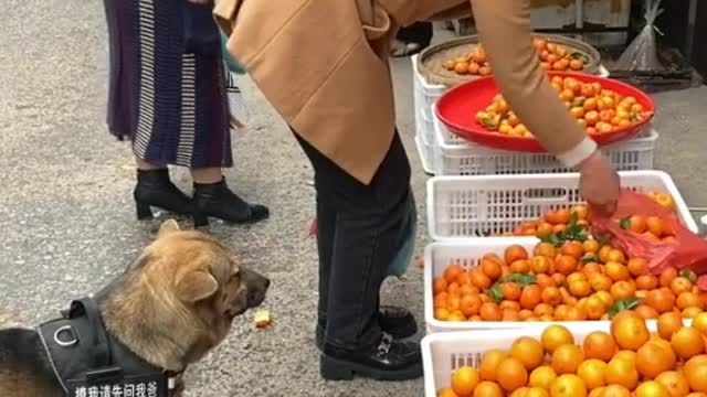 Wow Such a Helpful Dog 🐶
