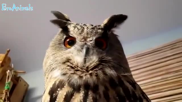 FUNNY BIRD COMPILATION