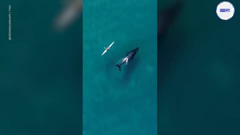 Humpback whale swims alongside kayaker