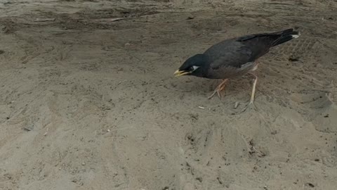 OMG! This bird stealing ant's food