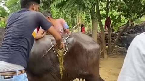Cut the bull 😱😱😱😱