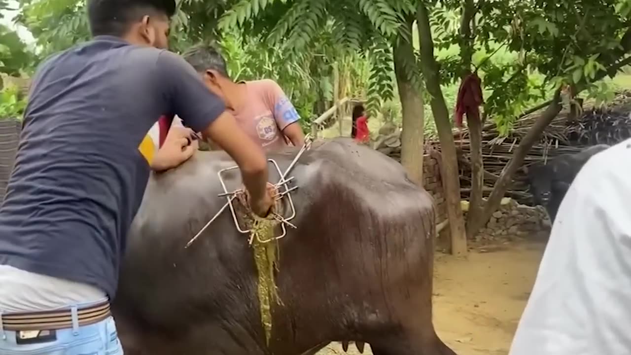 Cut the bull 😱😱😱😱